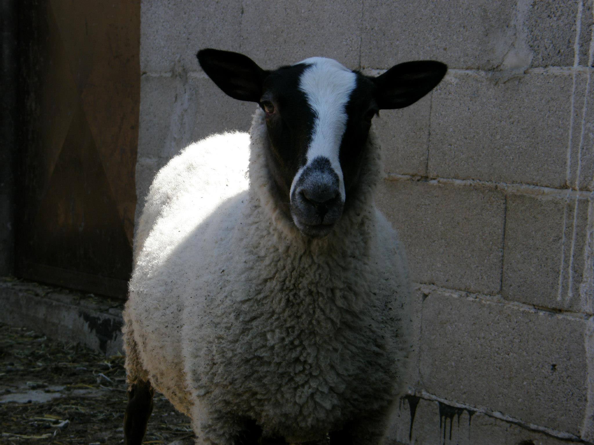 Photo 23